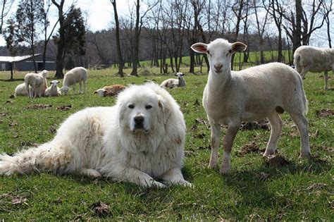 The Always Vigilant Livestock Guardian Dog Beginning Farmers