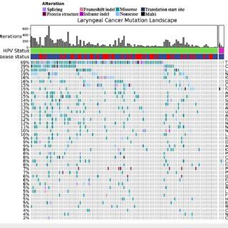 Pooled Genomic Analysis Of Hpv Positive Versus Negative Lscc With The