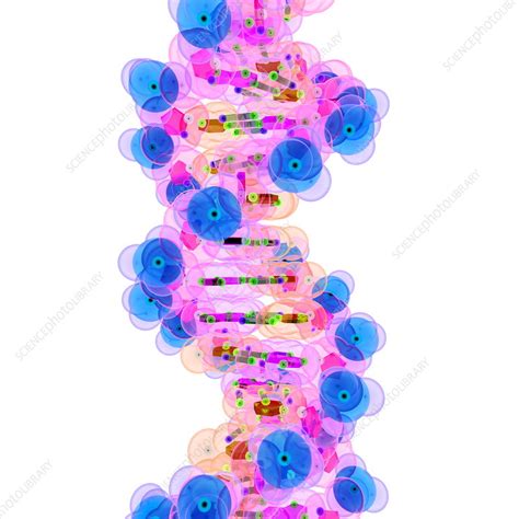 DNA Molecule Stock Image G110 0899 Science Photo Library