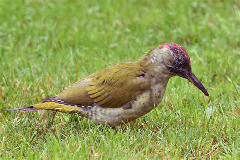 Grünspecht Picus viridis Grünspecht Picus viridis c Flickr