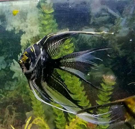 Veiltail Marble Angelfish Angel Fish Freshwater Aquarium Fish Fresh