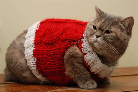 Literally Just 10 Festive Photos of Cats in Tiny Christmas Sweaters ...