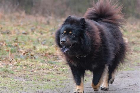 Black Samoyed: Do Black Samoyeds Actually Exist?