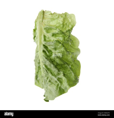 Fresh Leaf Of Green Romaine Lettuce Isolated On White Stock Photo Alamy