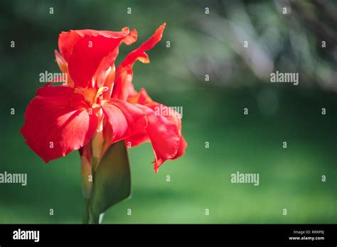 Canna Lily Red Velvet Hi Res Stock Photography And Images Alamy