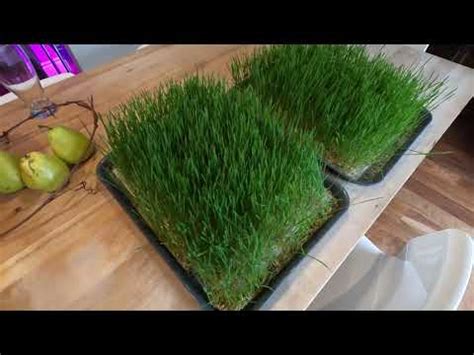 Comment faire pousser de l herbe de blé sans terre en 7 minutes YouTube