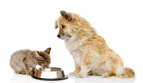 Stop Cats From Eating Dog Food Eliminate Access Use Automatic Feeders