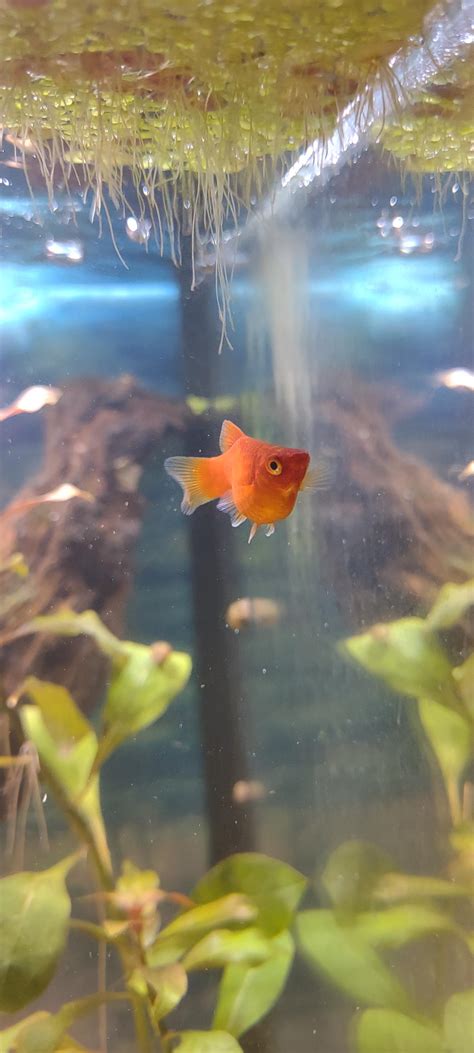 I Thought This Picture Of My Dwarf Platy Was Really Good Raquariums