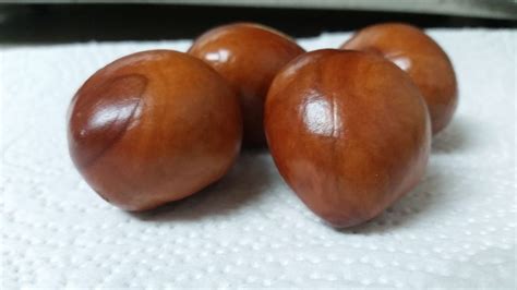 How to Grow Buckeye from Seed (Aesculus pavia) - Growing The Home Garden