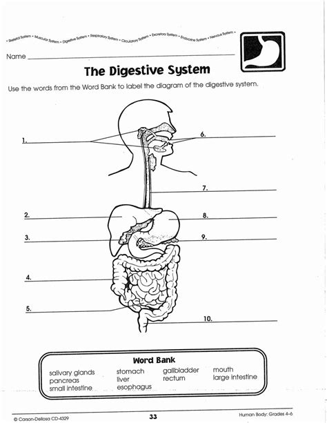 Human Digestive System Worksheets