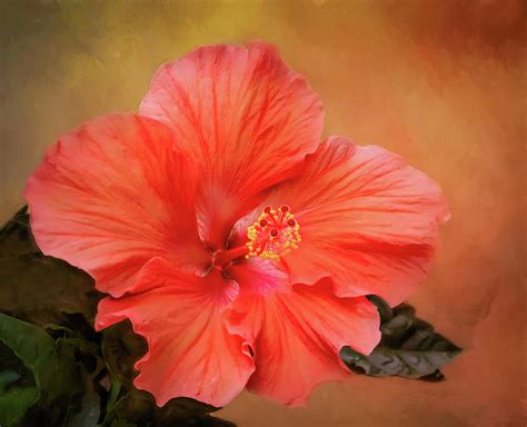 Hibiscus Dream Photograph By Barbara Fletcher Fine Art America