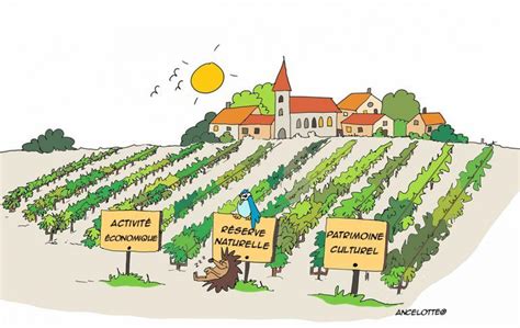 Viticulture Environnement Et Soci T Tous Concern S Muscadet