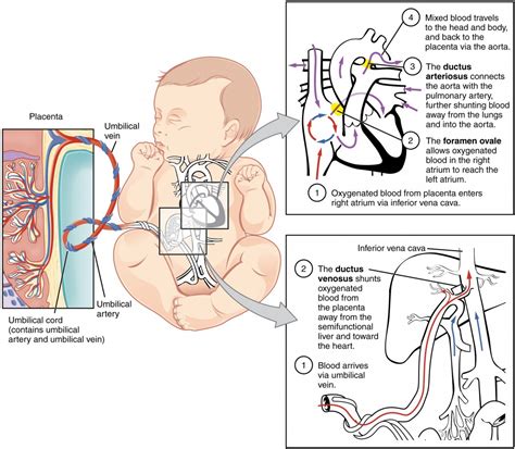 Fetal Development Bio103 Human Biology