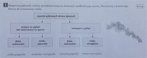 Rozpoznaj Gatunek Ro Liny Przedstawionej Na Ilustracji I Podkre L Jego