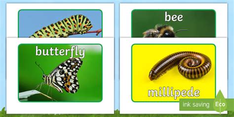 Minibeast Display Pictures Teaching Resources Twinkl