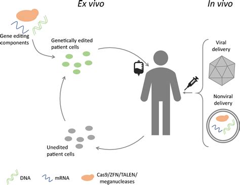 Understanding The Differences Ex Vivo Vs In Vivo