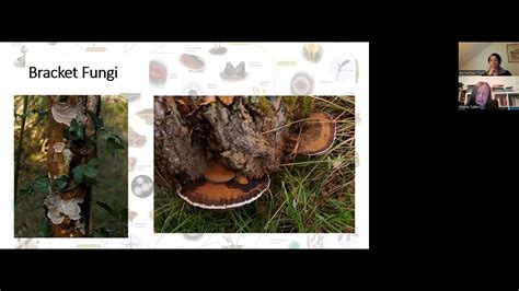 Burren Mushrooms And Fungi With Maria Cullen Youtube