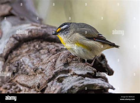 Australian Striated Pardalote Hi Res Stock Photography And Images Alamy