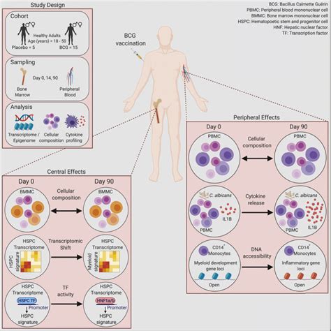 Bcg Vaccination In Humans Elicits Trained Immunity Via The