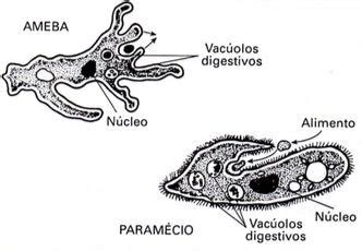 Digestão Intracelular - Digestão Celular: Intracelular e Extracelular - Cola da Web