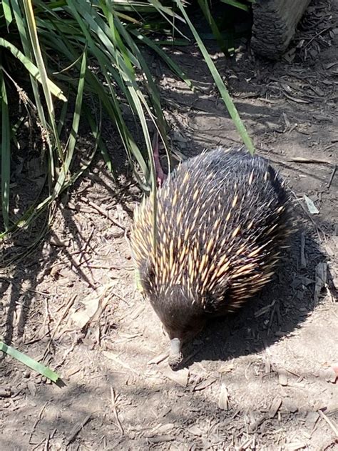 Potoroo Palace Native Animal Educational Sanctuary New South Wales