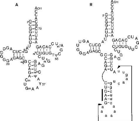 Figure 1 From Pleiotropic Effects Of Intron Removal On Base