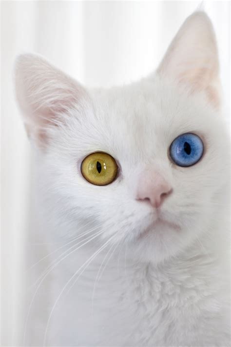 When Does Kittens Eyes Change Color