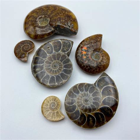 Fossil Ammonite Home Living Rocks Geodes Etna Pe