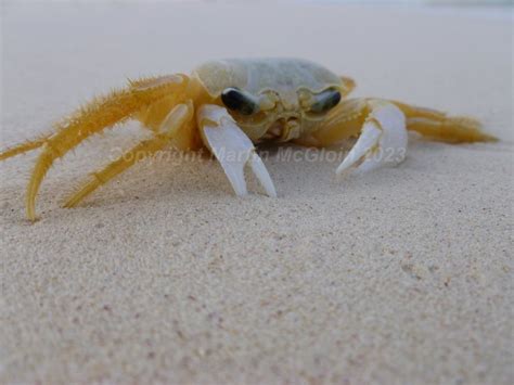 McGloin Photography On Twitter Land Crab On Seven Mile Beach Grand