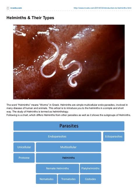 Helminths and Their Types (RCVetS.com)