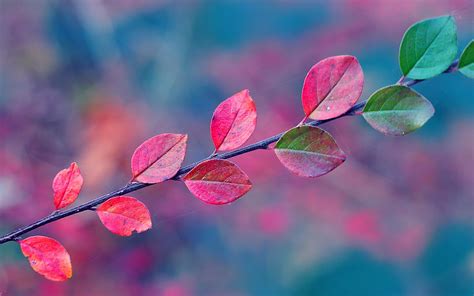Purple Autumn Wallpapers Wallpaper Cave
