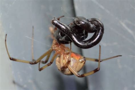 Spiders Eating Snakes Oh My Here Are The Photographs To Prove It