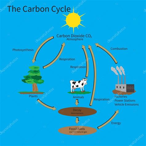 The Carbon Cycle Stock Vector By Kawin302 89765966