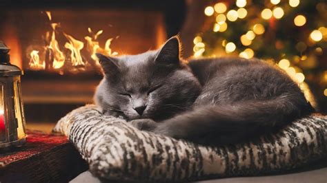 Sleep And Relax With Purring Cats And Crackling Fireplace In Cozy