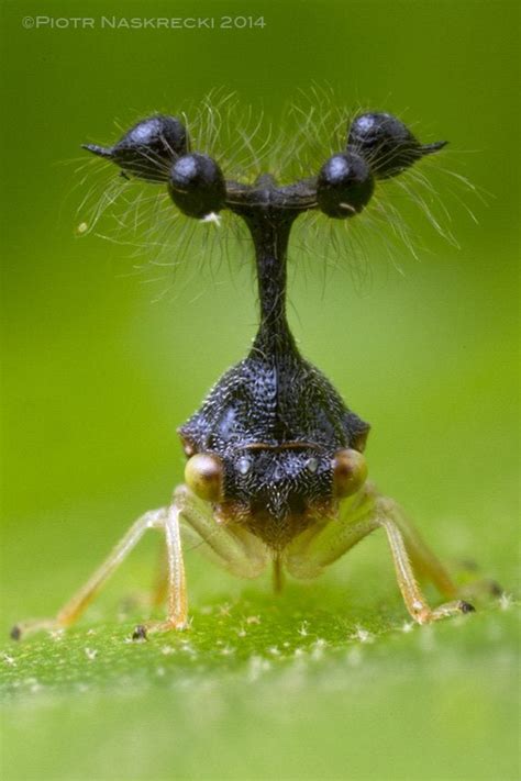 Brazilian Treehopper Bocydium Globulare Awwnverts