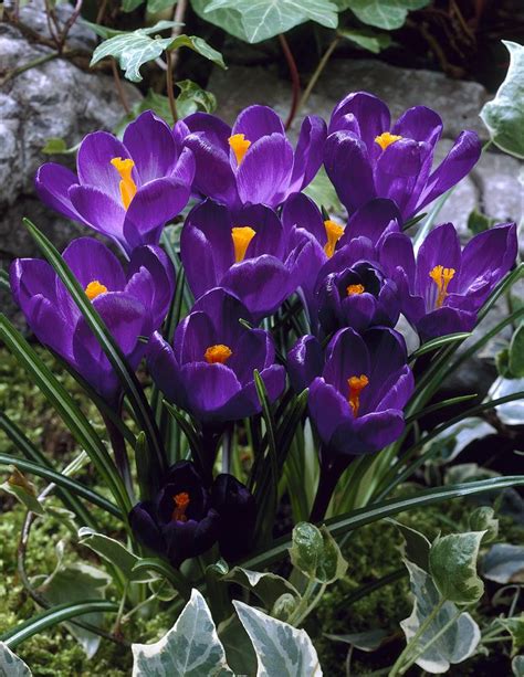 Crocus Bulbs Flower Record Large Puple Crocus Tulip Store