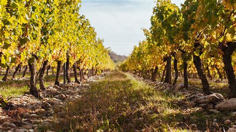 Tempranillo todo lo que hay que saber sobre los vinos más famosos de