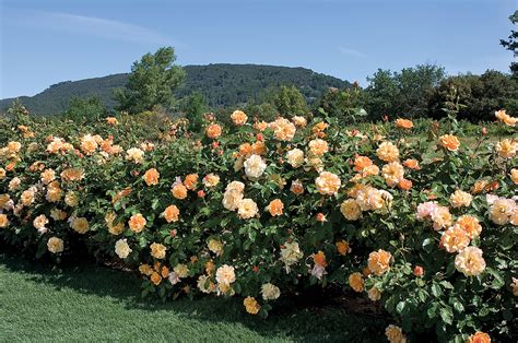 Tequila® Star® Roses And Plants