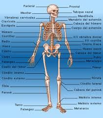 Sistema Oseo Definici N De Sistema Seo