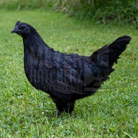 Ayam Cemani Day Old Chicks