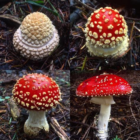 Where Does Amanita Muscaria Grow