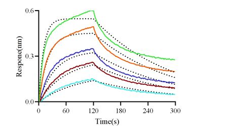 Recombinant Human Claudin 9 Protein 21185 H49H NA B Sino Biological