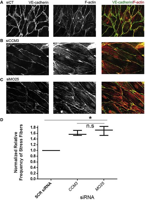 Loss Of MO25 Causes Stress Fiber Formation In Endothelial Cells A D