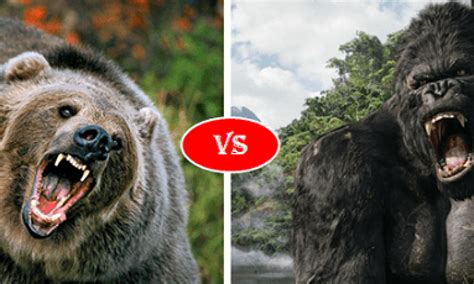 Gorilla Vs Bear Who Would Win