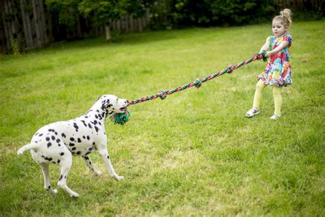 Como Fazer Brinquedos Para Cachorro Ideias Para Se Inspirar