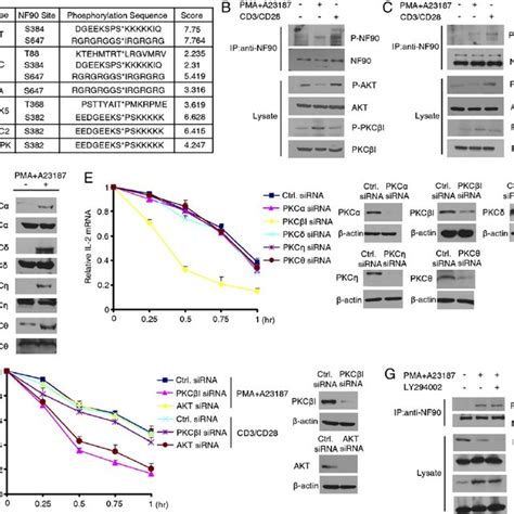 Pma Stimulation Increases Il 2 Expression And Pma Induced Il 2 Mrna