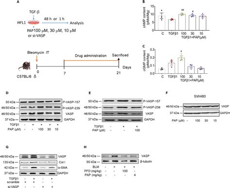 Papaverine Inhibits Vasp Expression A Diagram Of This Part For Cell