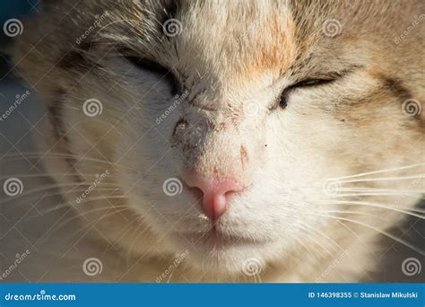 Gato Desabrigado Cinzento Bonito Na Rua Imagem De Stock Imagem De