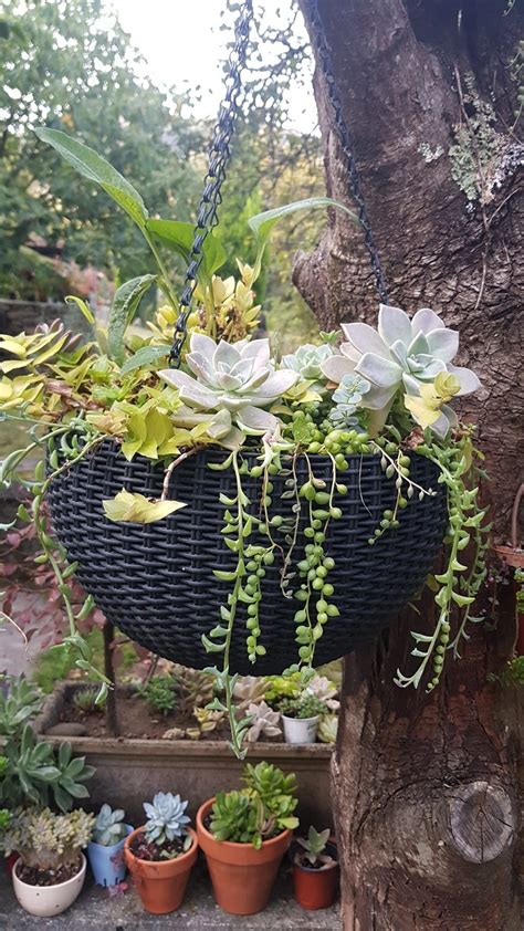 Pin By Mar A Rodrigo On Mis Suculentas Succulent Garden Indoor