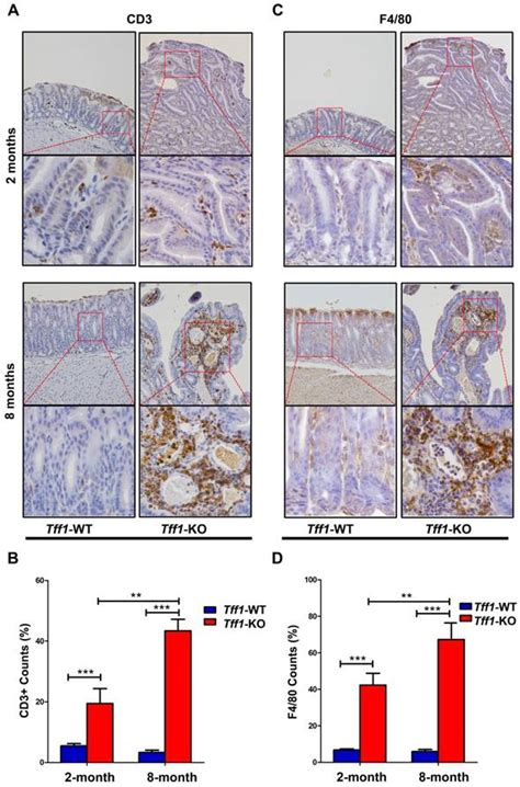 Loss Of Tff1 Promotes Pro Inflammatory Phenotype With Increase In The Levels Of Rorγt T